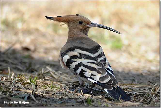  点击图片或使用键盘← →翻页