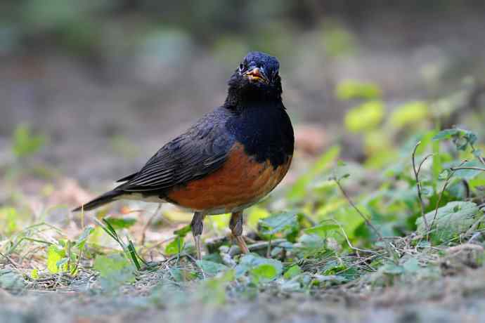 【新鸟】黑胸鸫和乌灰鸫 【新鸟】黑胸鸫和乌灰鸫