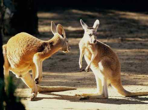 动物世界：山寨还是原创之八