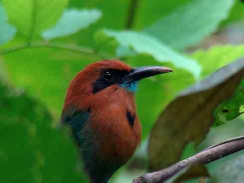 绝色攀禽:佛法僧目之翠鴗2 绝色攀禽:佛法僧目之翠鴗2