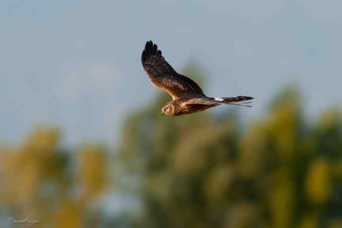 野鸭湖.夕阳下的白尾鹞