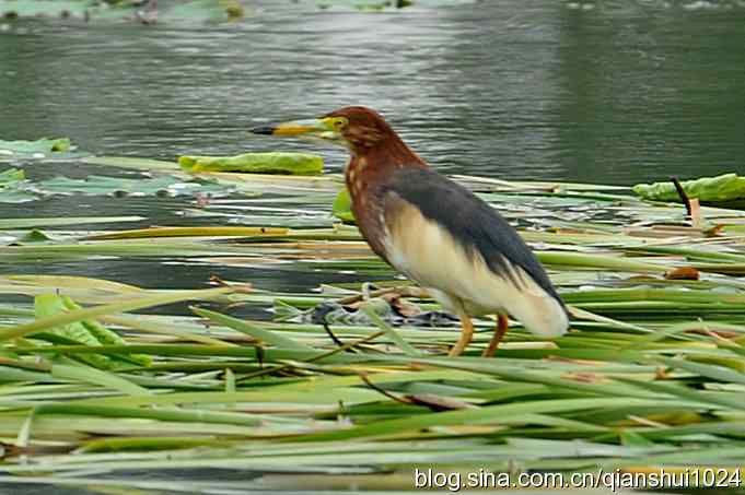 池鹭荷塘走秀(圆明园)*