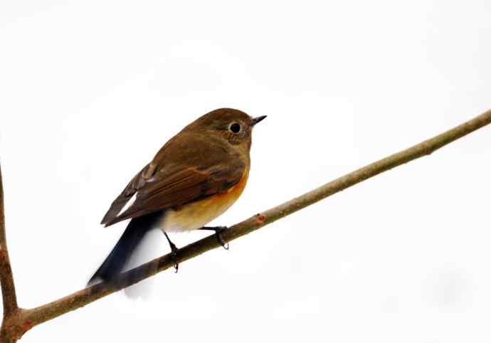 相逢在小雪中 相逢在小雪中