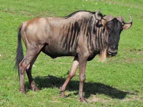 麒麟：传说的兽原型探秘（狷羚）