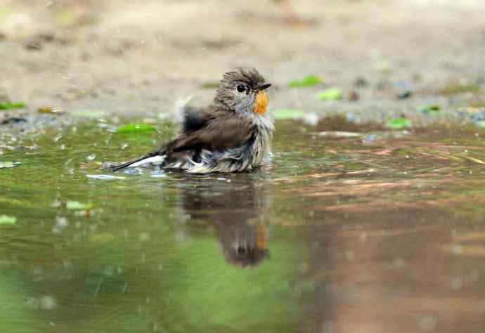 浴(红喉姬鹟) 浴(红喉姬鹟)