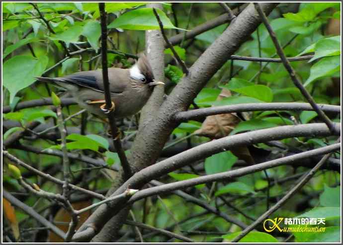阴天拍鸟之鈥湴琢旆镳题潯菊掌