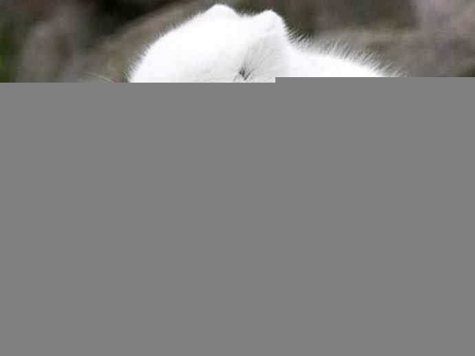 犬科：狐亚科之北极狐（雪鸮、雷鸟）