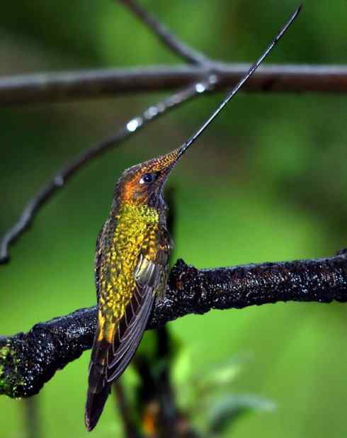 猎奇：奇特的鸟喙之九