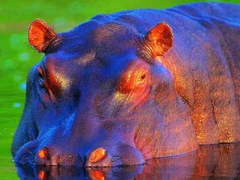 麒麟：传说的兽原型探秘（叉角羚）