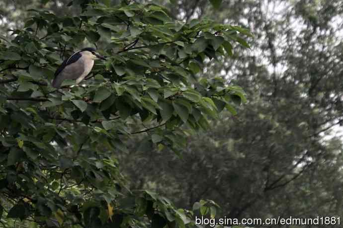 杭州西溪湿地拍菜鸟
