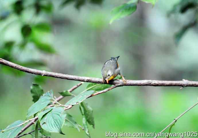 又遇相思鸟(2) 又遇相思鸟(2)