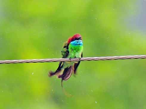 绝色攀禽：佛法僧目之蜂虎2