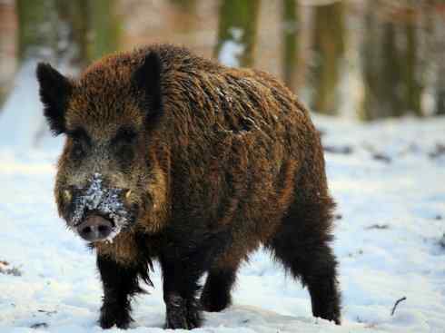 麒麟：传说的兽原型探秘（叉角羚）