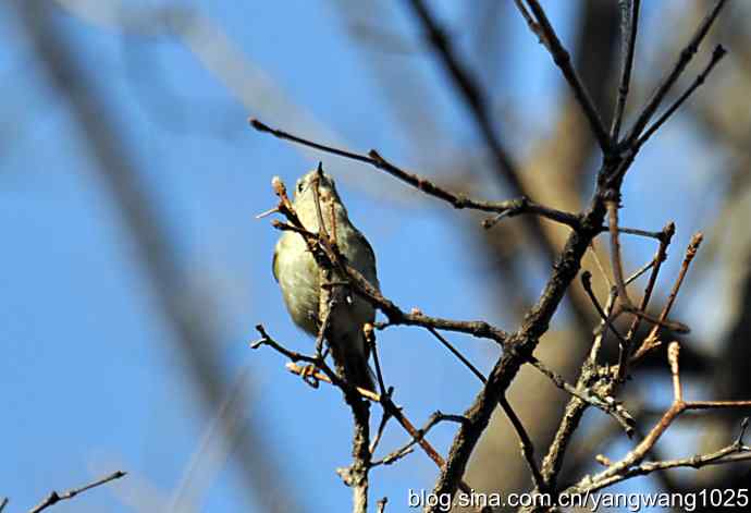 高枝头的戴菊鸟 高枝头的戴菊鸟