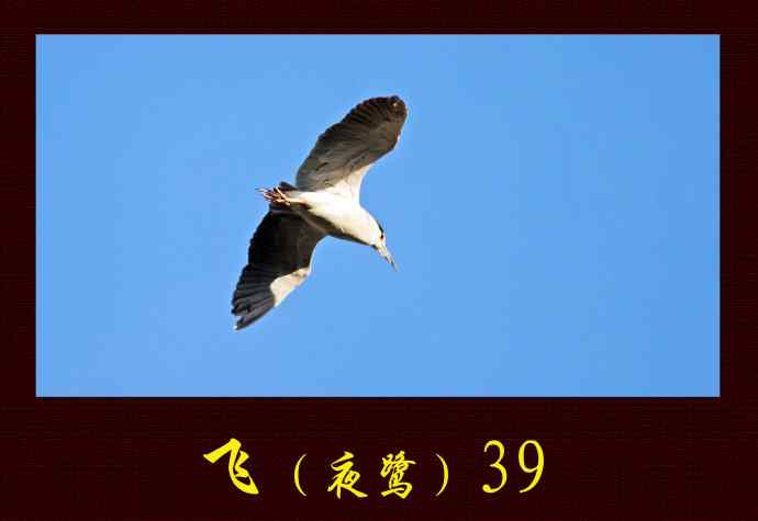 北京动物园的鸟类——飞（夜鹭）39