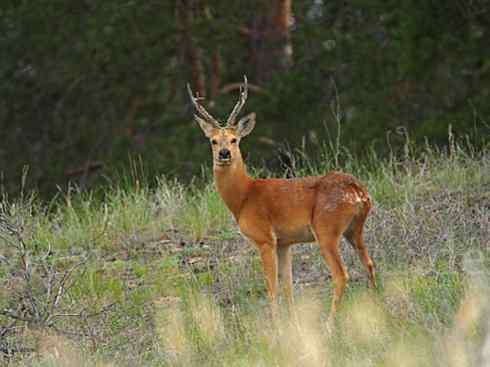 麒麟：传说的兽原型探秘（驼鹿）