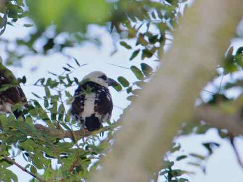 白头鸟系列:另类的美丽4 白头鸟系列:另类的美丽4