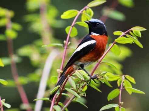 美丽无罪：雀鸟之红尾鸲