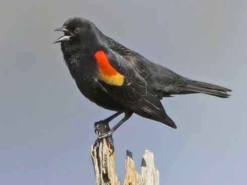 家禽驯化之源之三十一