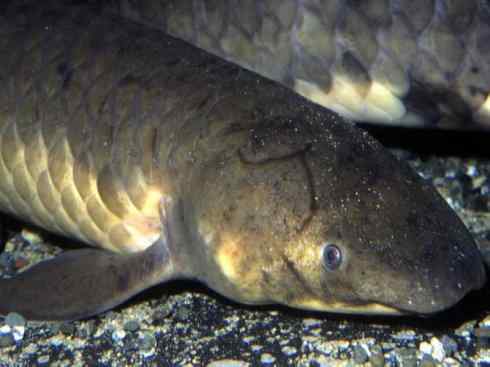 鱼类活化石:澳洲肺鱼 鱼类活化石:澳洲肺鱼