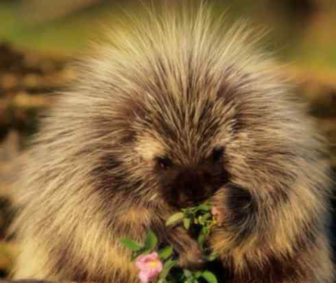 动物世界：山寨还是原创之二