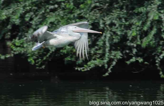 再拍大鹈鹕 wbr3 再拍大鹈鹕 wbr3