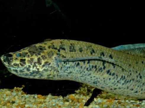 鱼类活化石：非洲肺鱼