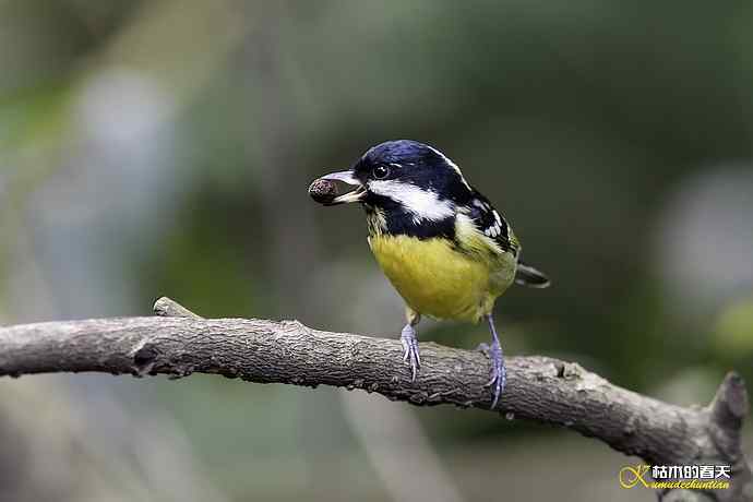 鈥溁聘股饺糕澊⒘腹