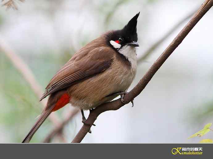 红耳鹎【实拍】