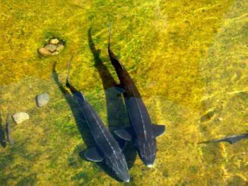 鱼类活化石:中华鲟 鱼类活化石:中华鲟