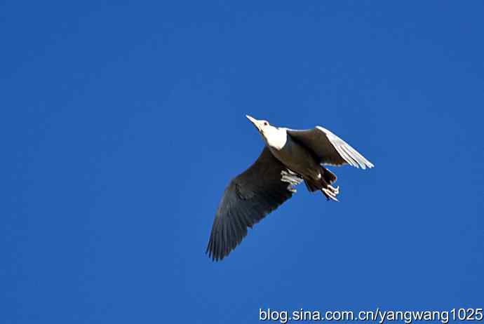 飞(夜鹭)2 飞(夜鹭)2