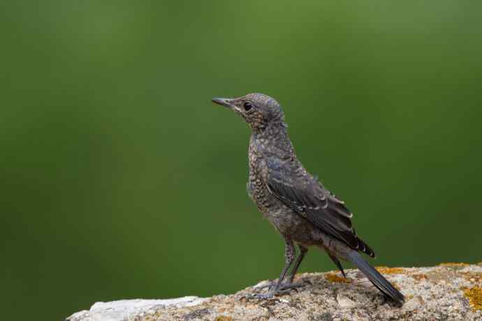 蓝矶鸫少年，父爱如山！