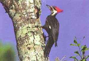 帝啄木鸟：现实中的海上钢琴师