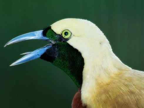 美丽无罪：雀鸟之极乐鸟