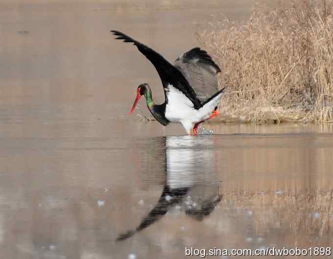 再拍黑巨鸡 再拍黑巨鸡
