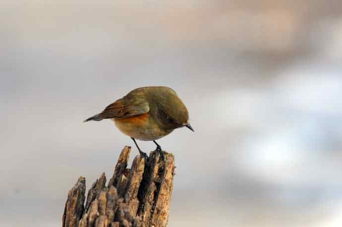 雌性红胁蓝尾鸲(25)