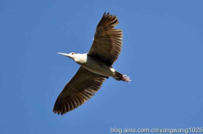 北京动物园的鸟类——杂片（抓拍）
