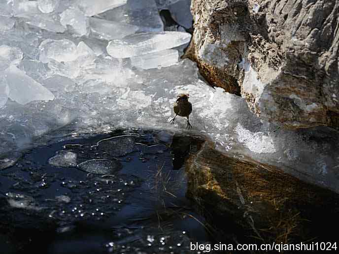 虎年最后一只鸟.交嘴雀(植物园)