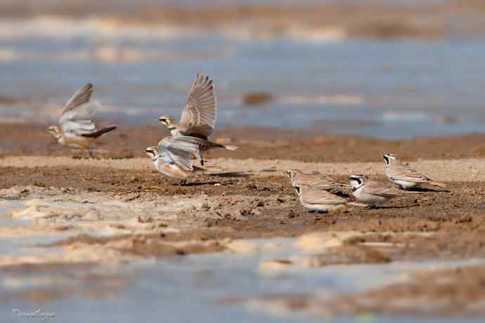 角百灵 wbr野鸭湖的一天