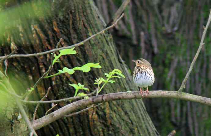 187.浙江缙云仙都农家乐（-）朱潭山鸟图