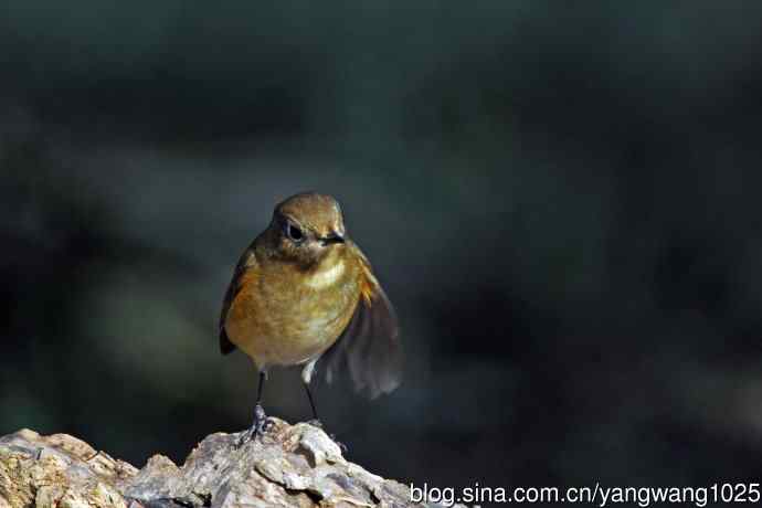 雌性红胁蓝尾鸲（73）