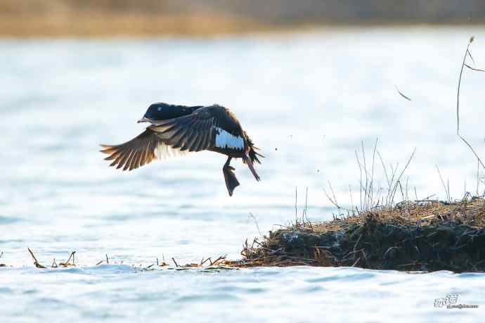 一组斑脸海番鸭逆光起飞