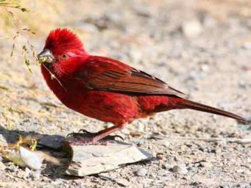 极品红色鸟类：酒红朱雀
