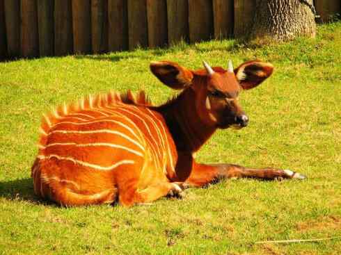 麒麟：传说的兽原型探秘（紫羚）