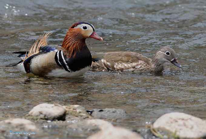 白河六月几只鸟　