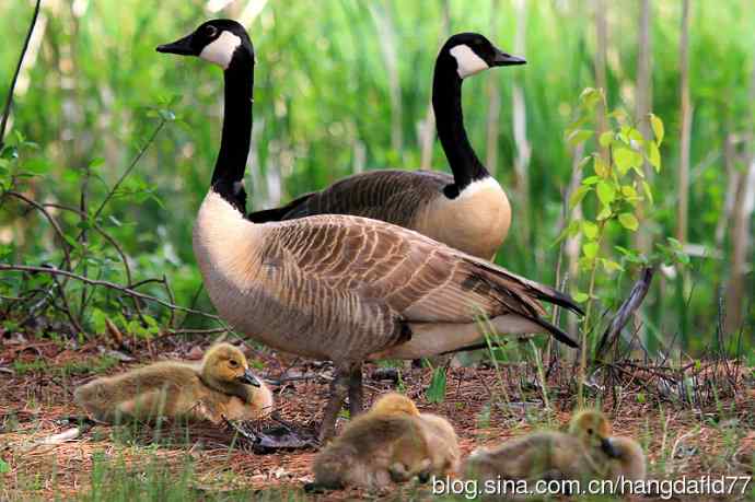 美国鸟类摄影——大雁一家