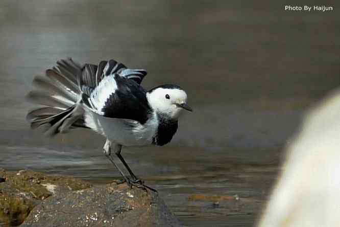 鸟为悦己者容(白鹡鸰梳洗版)