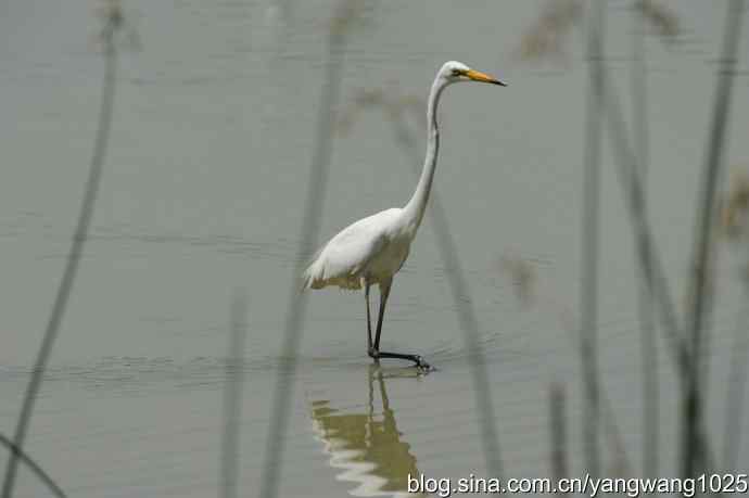 奥林匹克公园白鹭飞 wbr4