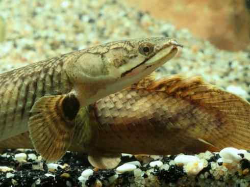 鱼类活化石:多鳍鱼 鱼类活化石:多鳍鱼