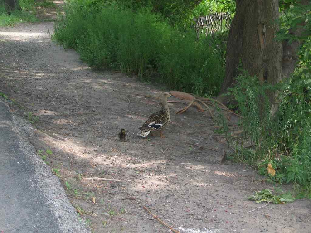 我差点踩到小宝宝！
